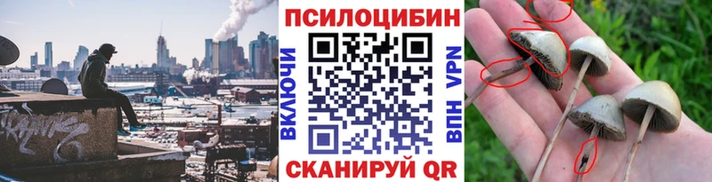 Галлюциногенные грибы Psilocybine cubensis  kraken зеркало  Богородск  сколько стоит 